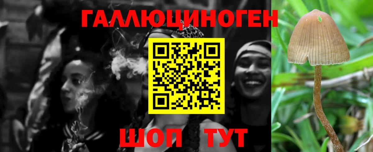 Галлюциногенные грибы Psilocybe  Великие Луки  Псилоцибиновые грибы Cubensis 